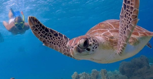 florida sea turtle snorkeling tours florida sea turtle snorkeling tours