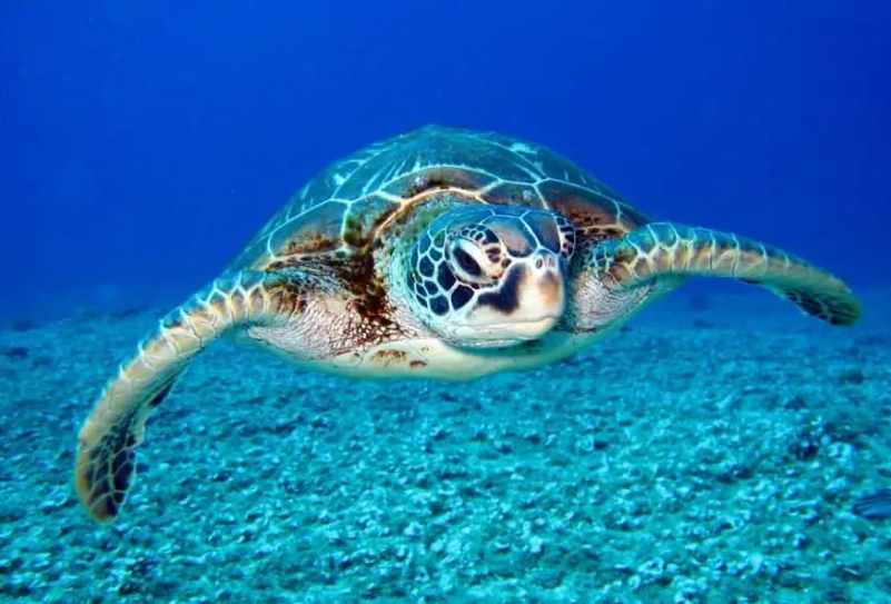 sea turtle snorkeling Orlando