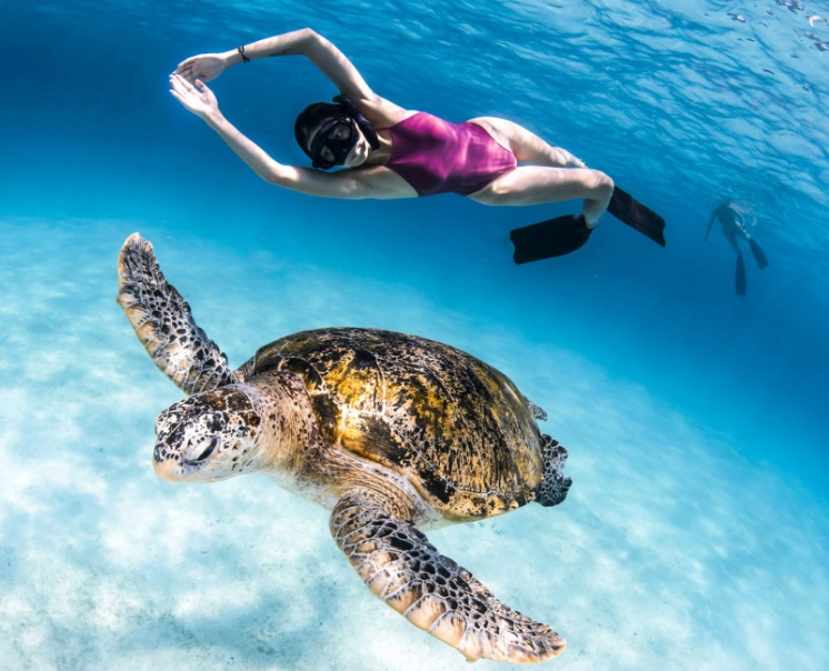 sea turtle snorkeling sea turtle snorkeling