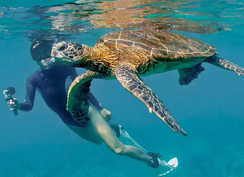 swim with sea turtles swim with sea turtles