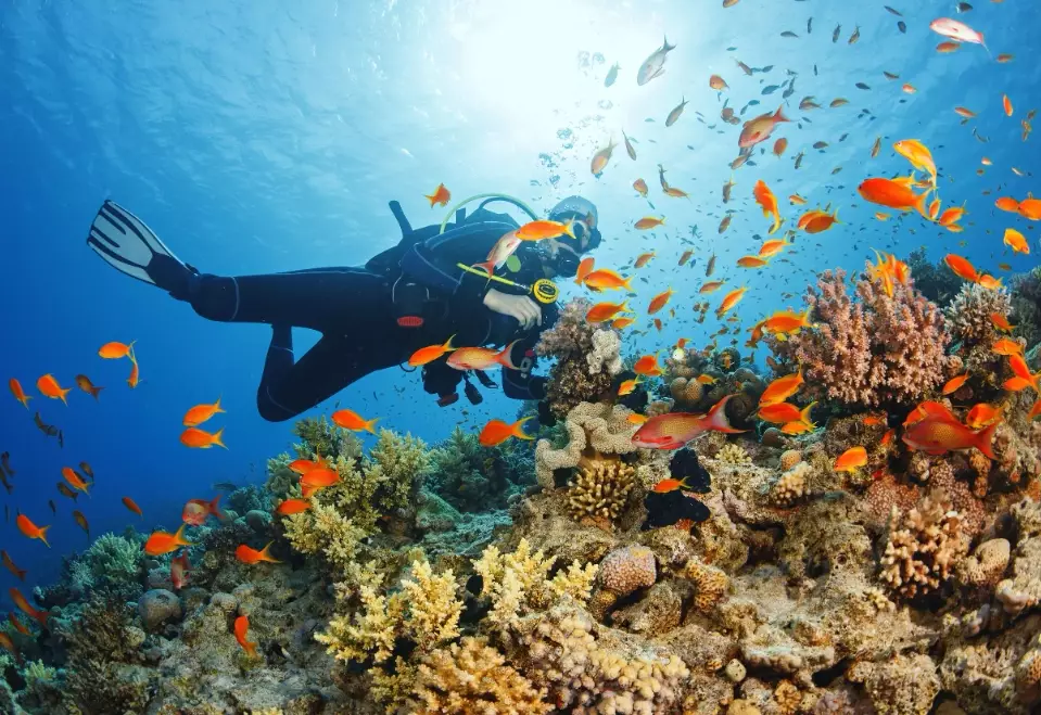scuba diving travel guide scuba diving travel guide