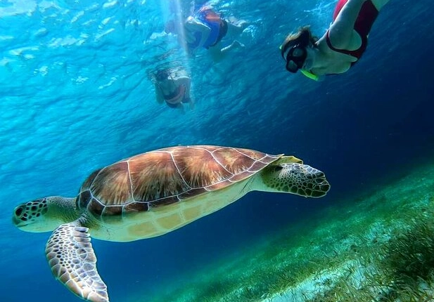 florida sea turtle snorkeling tours florida sea turtle snorkeling tours