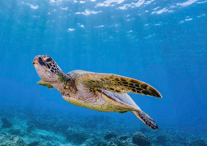 what to do if sea turtle approaches what to do if sea turtle approaches