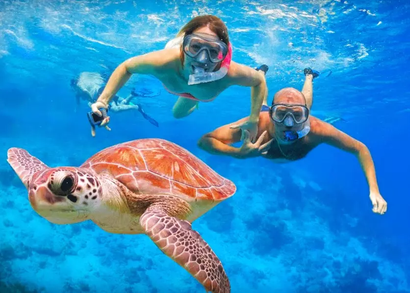 best places to swim with turtles best places to swim with turtles