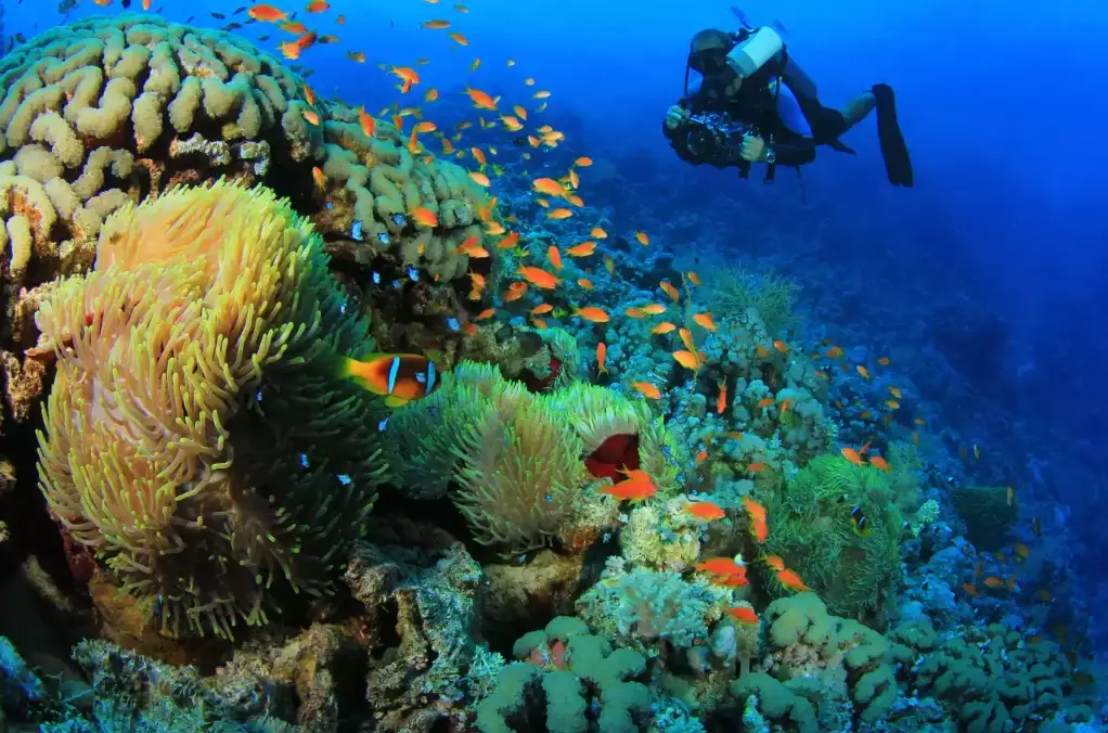 top dive sites worldwide top dive sites worldwide