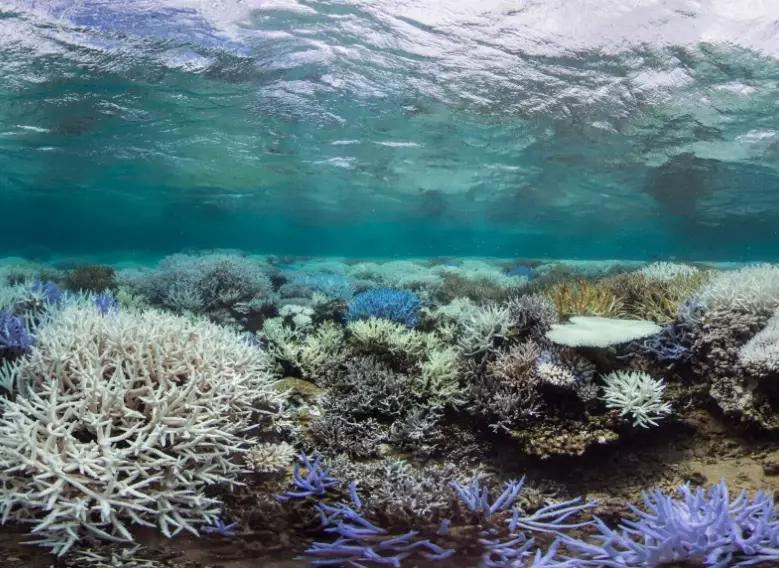 how to help bleached coral how to help bleached coral