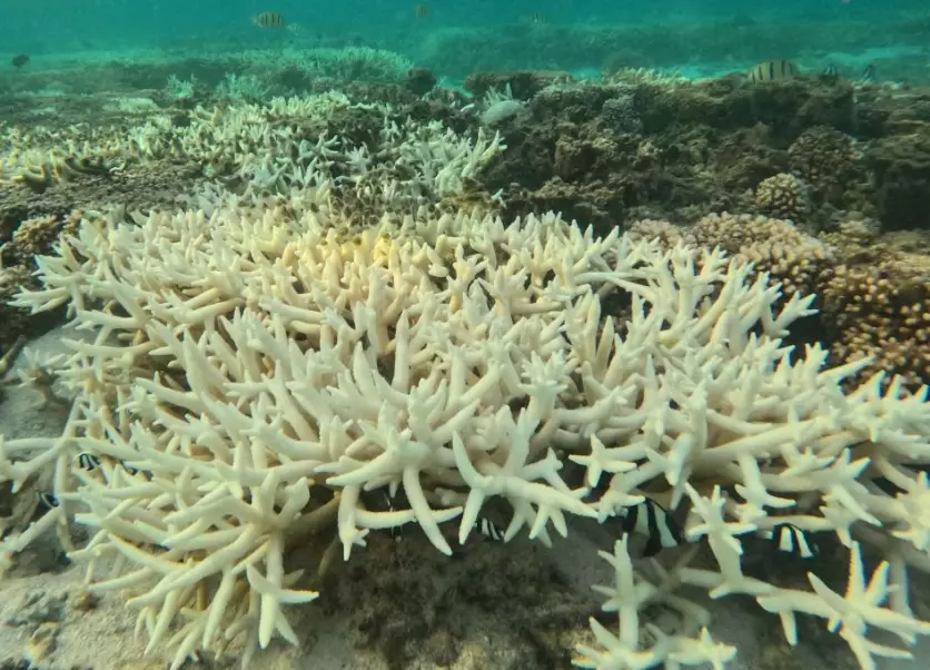 causes of coral bleaching causes of coral bleaching