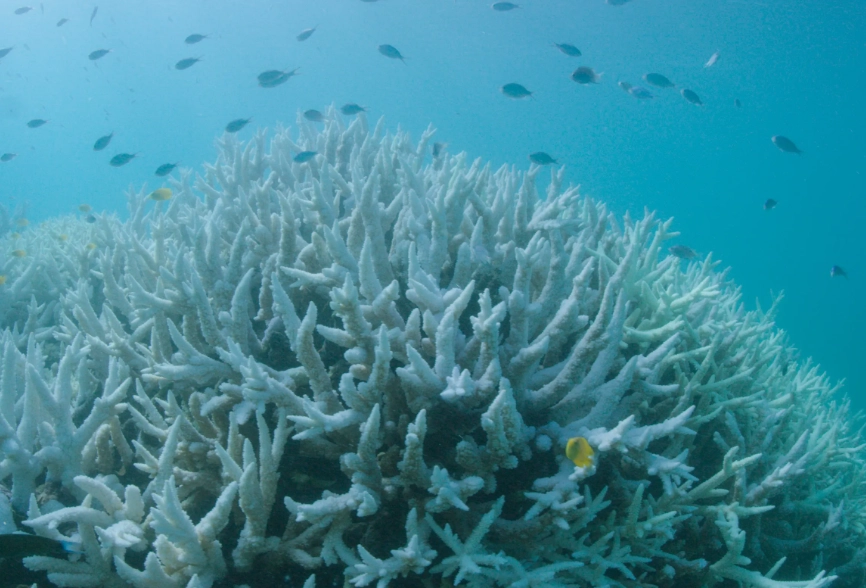 ocean warming coral bleaching ocean warming coral bleaching