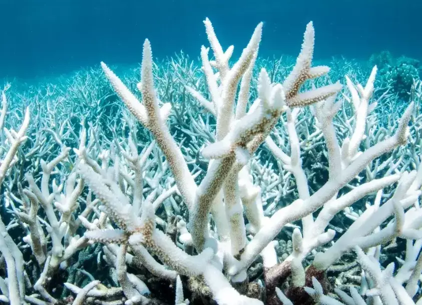 ocean warming coral bleaching ocean warming coral bleaching