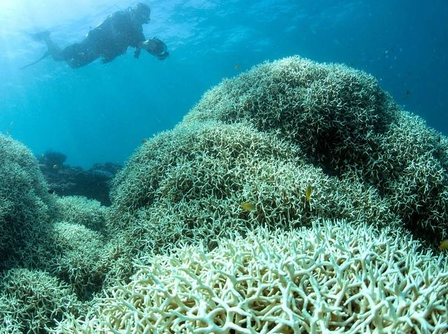 what causes coral reefs to turn white what causes coral reefs to turn white