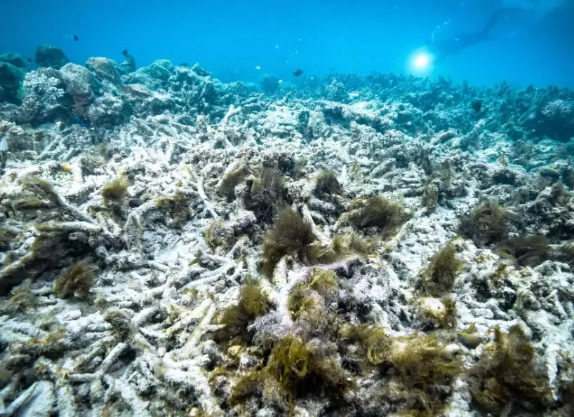 coral bleaching hotspots coral bleaching hotspots