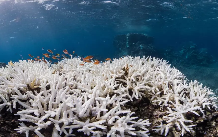 coral bleaching causes coral bleaching causes