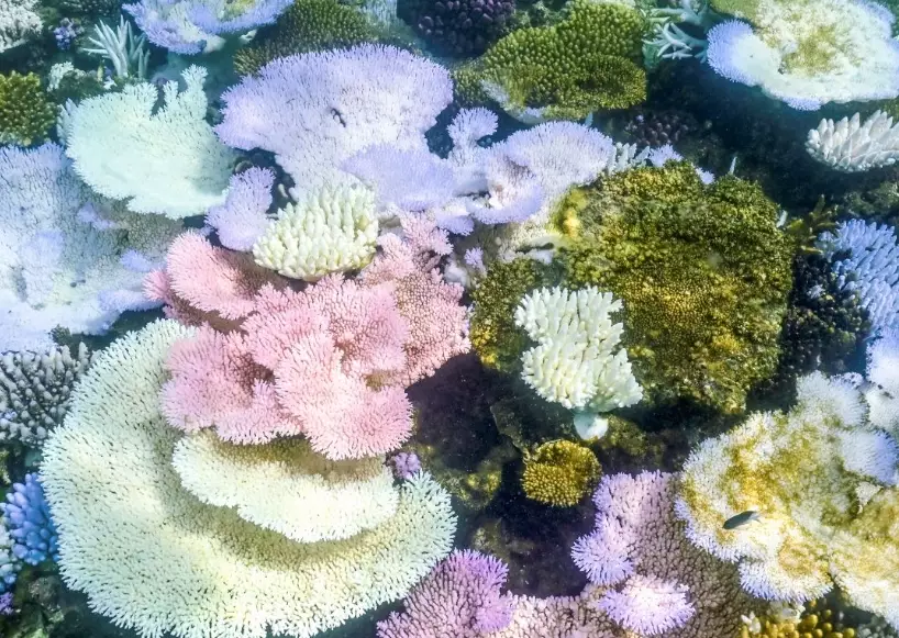 global coral bleaching map global coral bleaching map