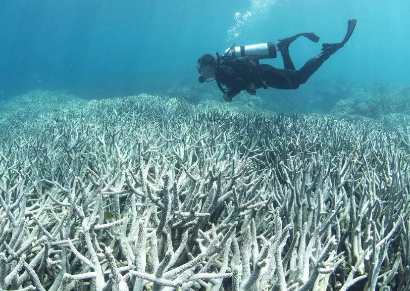 where is coral bleaching worst where is coral bleaching worst