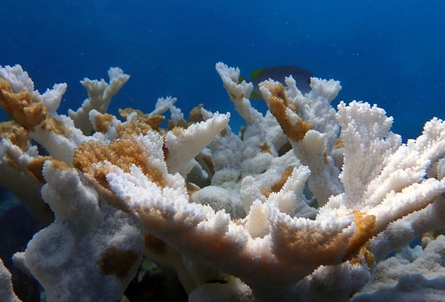 coral bleaching cause coral bleaching cause