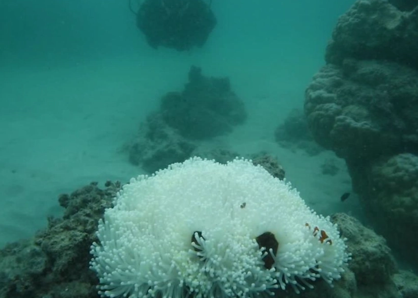 coral bleaching hotspots coral bleaching hotspots