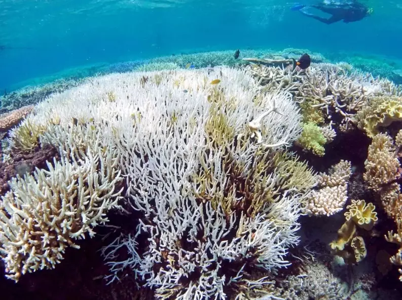 coral bleaching hotspots coral bleaching hotspots