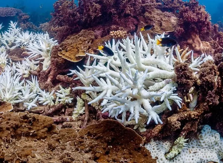 what causes coral bleaching what causes coral bleaching