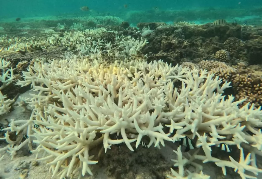 where is coral bleaching worst where is coral bleaching worst