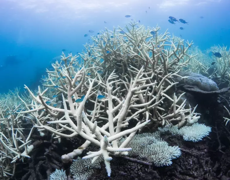 coral bleaching solutions coral bleaching solutions