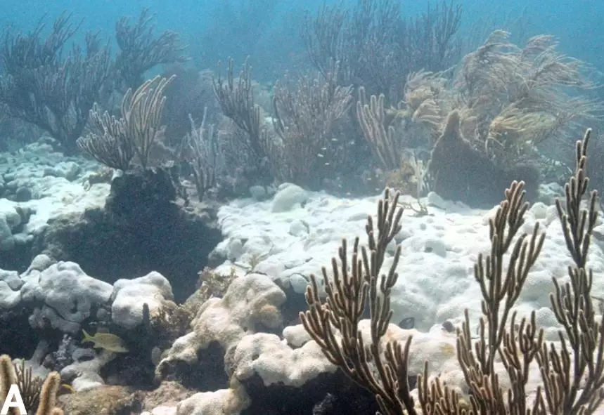 what causes coral bleaching what causes coral bleaching
