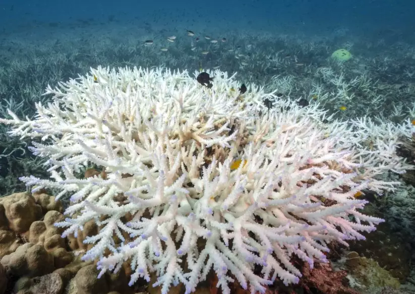 worst coral bleaching worst coral bleaching
