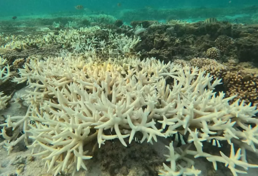 coral bleaching cause coral bleaching cause