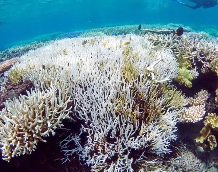 coral bleaching sources coral bleaching sources
