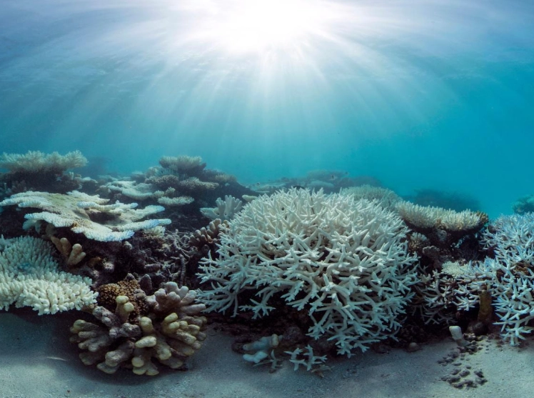 coral reef threats coral reef threats