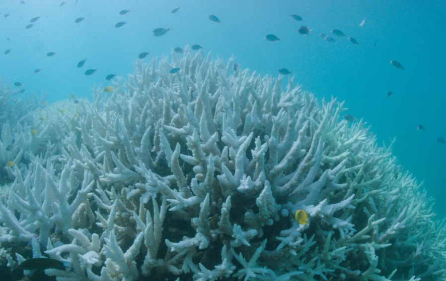 coral bleaching causes coral bleaching causes