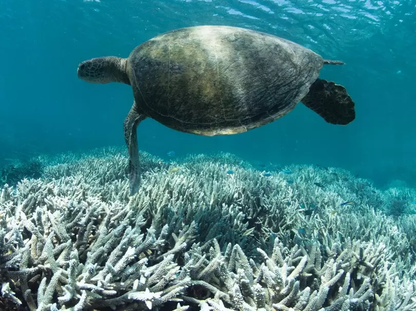 what causes coral reefs to turn white what causes coral reefs to turn white