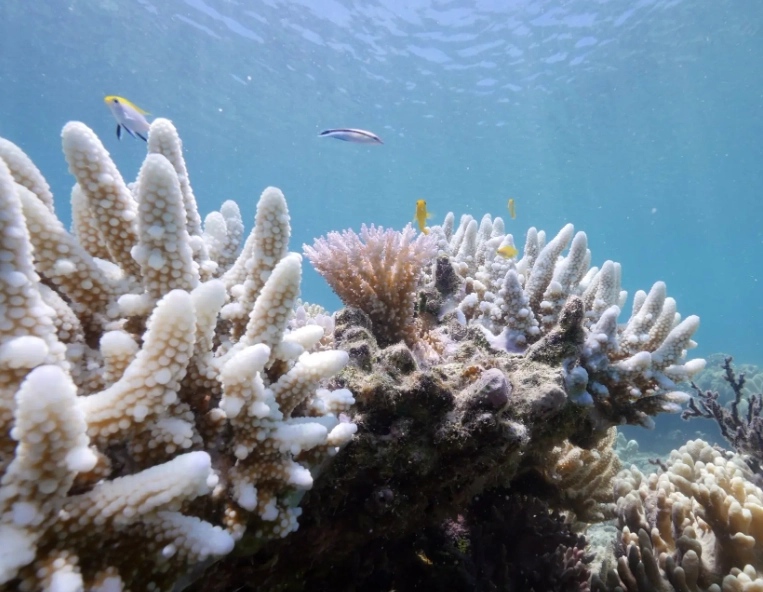 coral bleaching sources coral bleaching sources