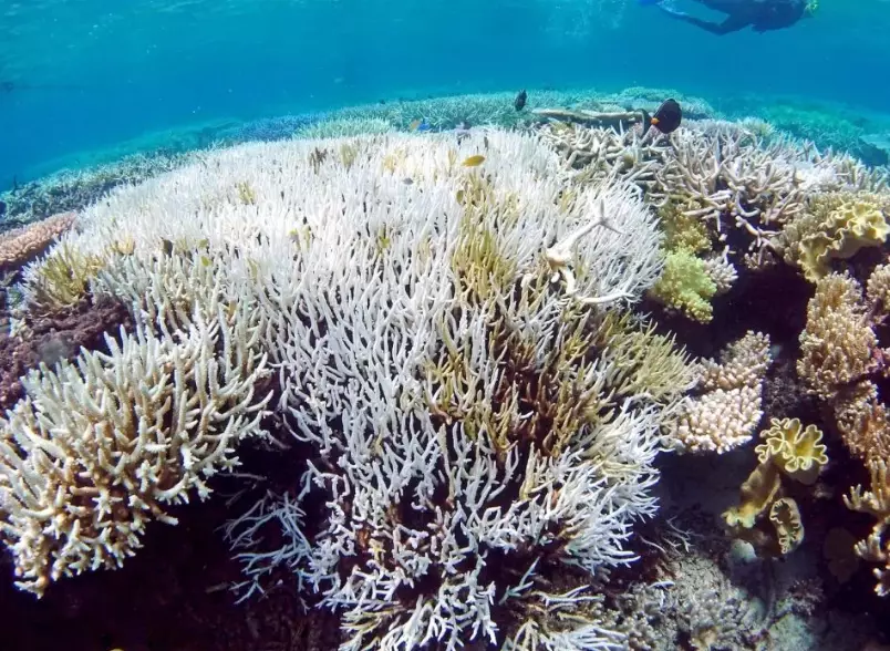 coral reef restoration coral reef restoration