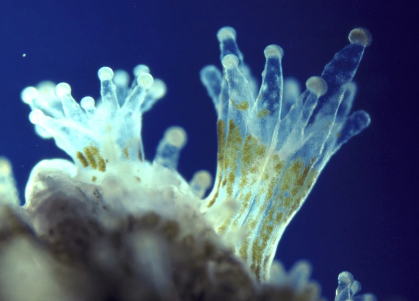 symbiotic algae in coral