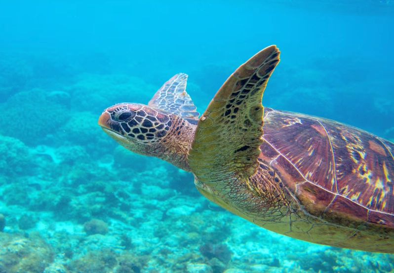 hawksbill turtle protection