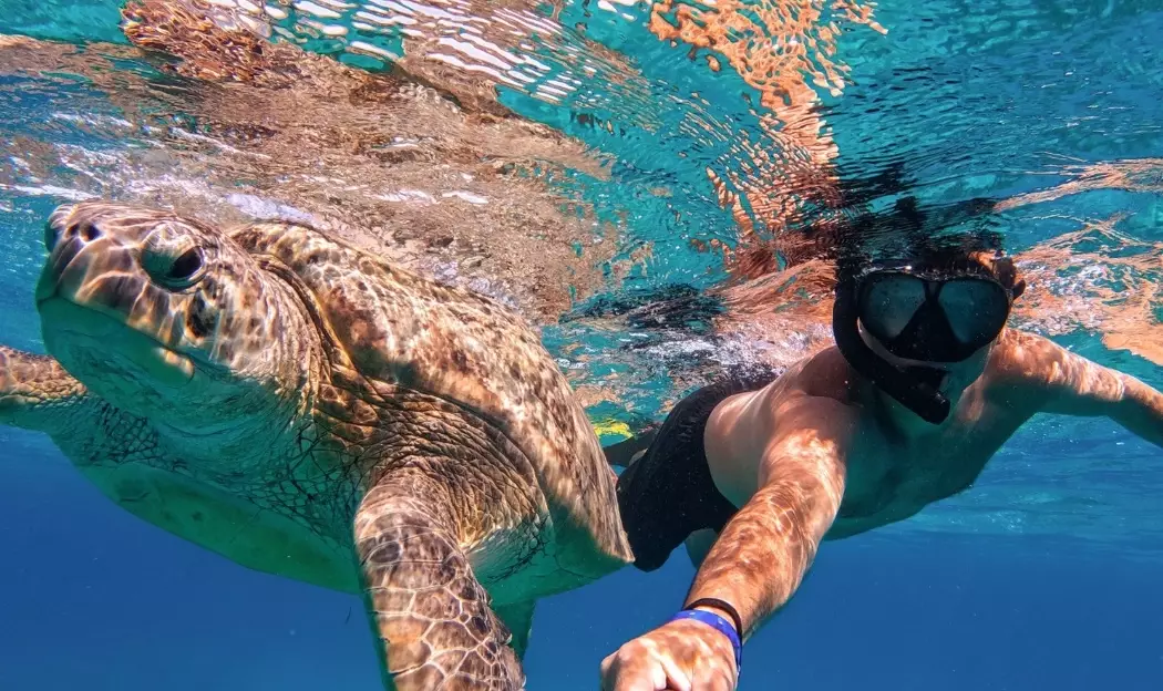 swim with turtles Caribbean swim with turtles Caribbean