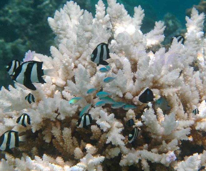 coral environmental impact