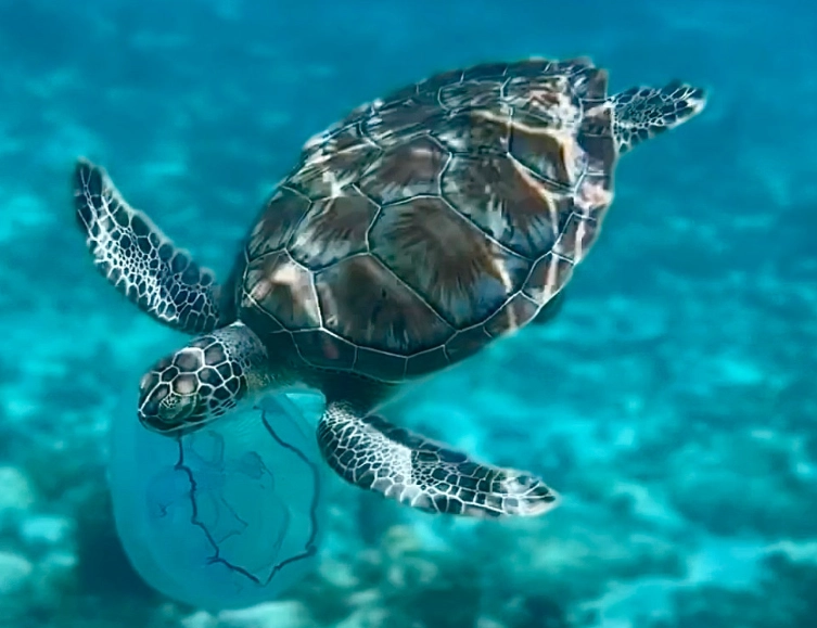 St. Thomas snorkeling rules