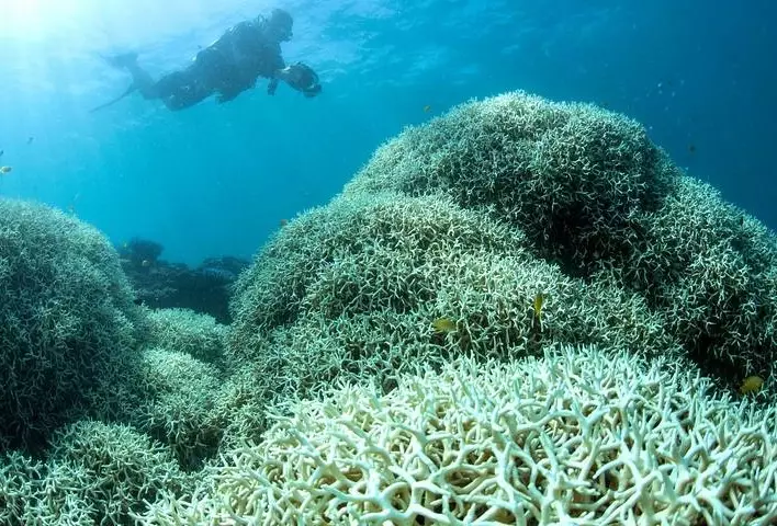 coral bleaching causes coral bleaching causes