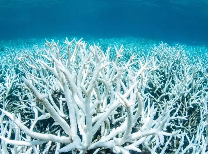 coral reef stressors coral reef stressors