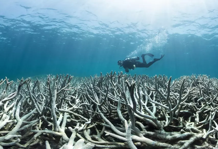 ocean biodiversity loss ocean biodiversity loss