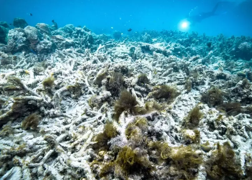 coral bleaching causes coral bleaching causes