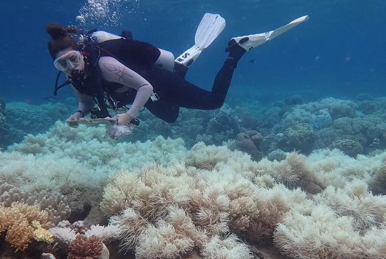 coral bleaching causes coral bleaching causes
