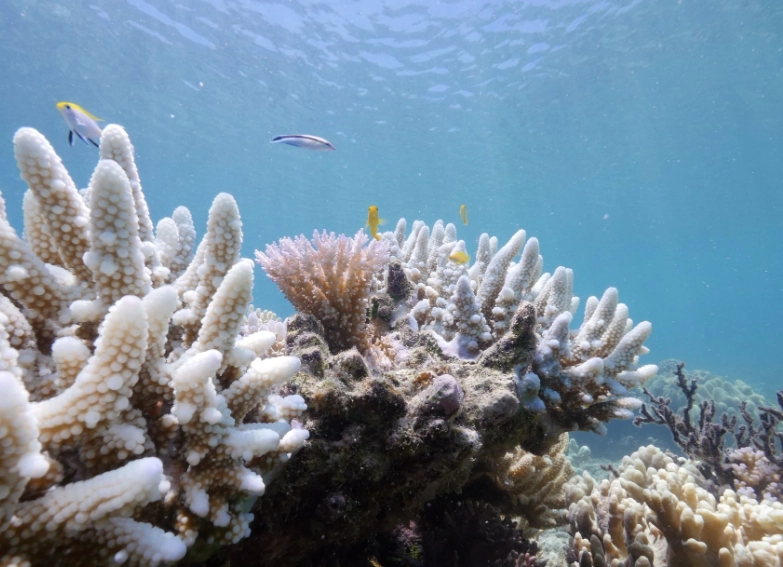 water pollution coral reefs water pollution coral reefs