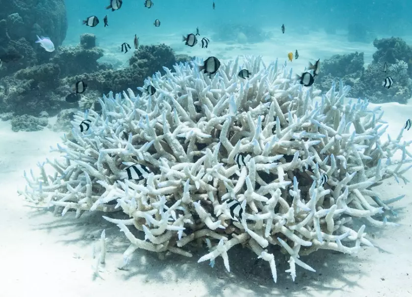 coral reef importance