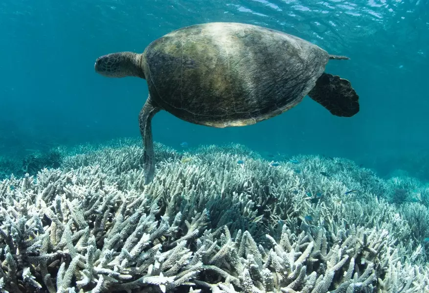 coral bleaching causes coral bleaching causes