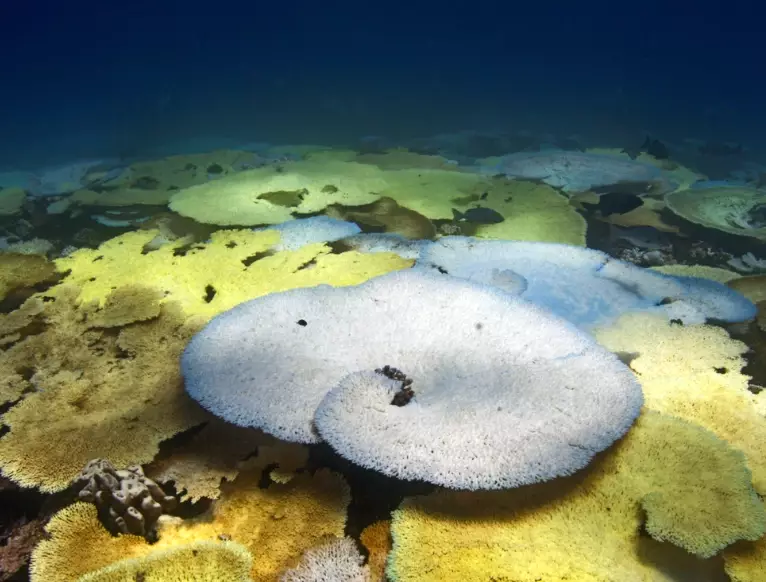 coral stress response coral stress response