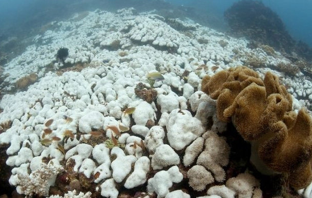 zooxanthellae expulsion zooxanthellae expulsion