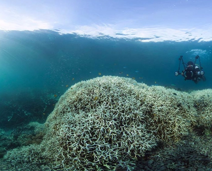 coral bleaching coral bleaching