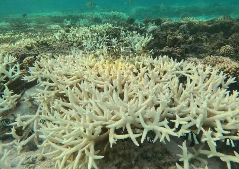 nutrient pollution coral nutrient pollution coral